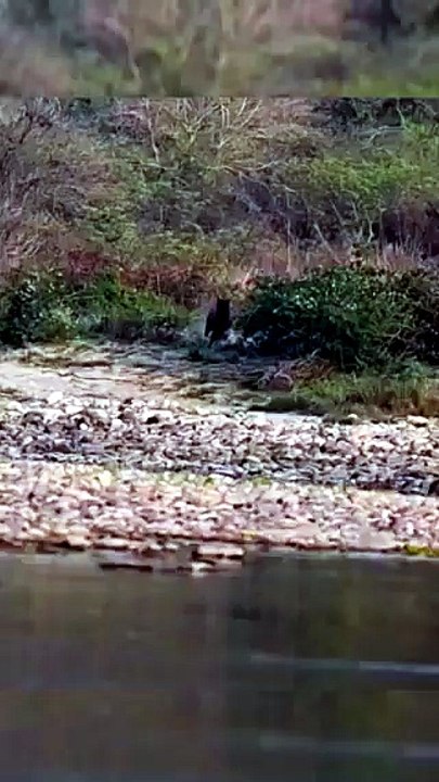 This deer escaped a tiger using pure strategy 🐅😳