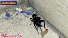 Cırcır Böceği Sesleri Ve Böcek İncelemesi | Examination Accompanied By The Sounds Of Crickets