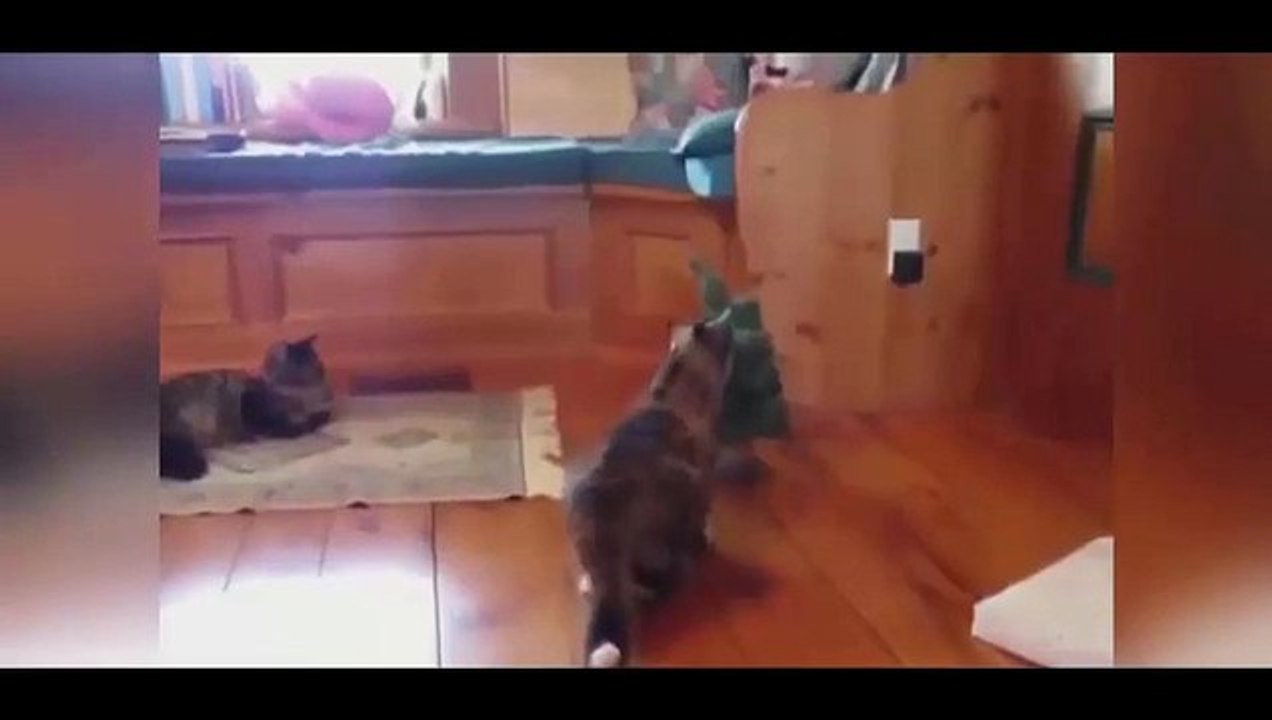 Funny Animals
