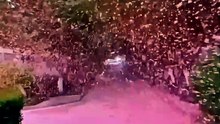Would you slow down for a shower of spring petals, no umbrella needed?