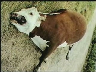 Mutilations Animales - 1 de 3