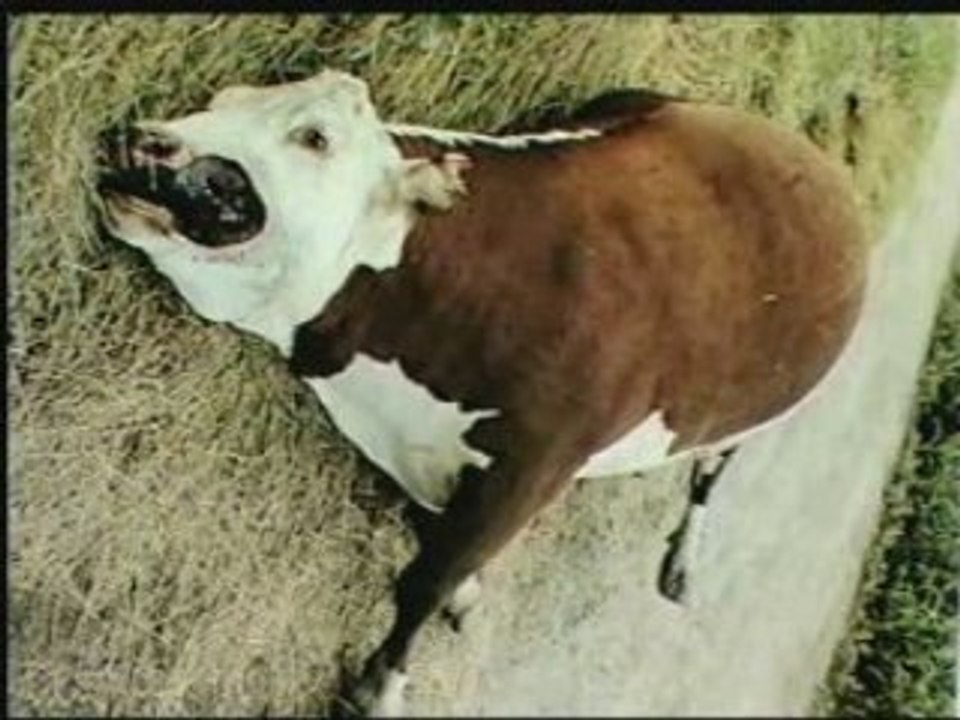 Mutilations Animales - 1 de 3