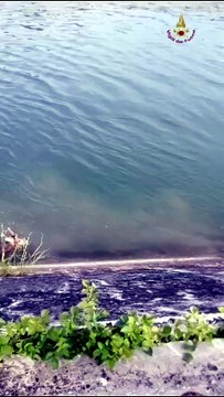 Il capriolo salvato dai vigili del fuoco