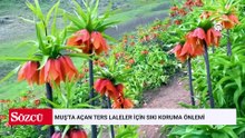 Muş'ta açan ters laleler için sıkı koruma önlemi