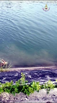 Il capriolo salvato dai vigili del fuoco