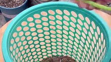 Amazing Vertical Planting Method for Water Spinach! 🌿🥬 #GardenHacks