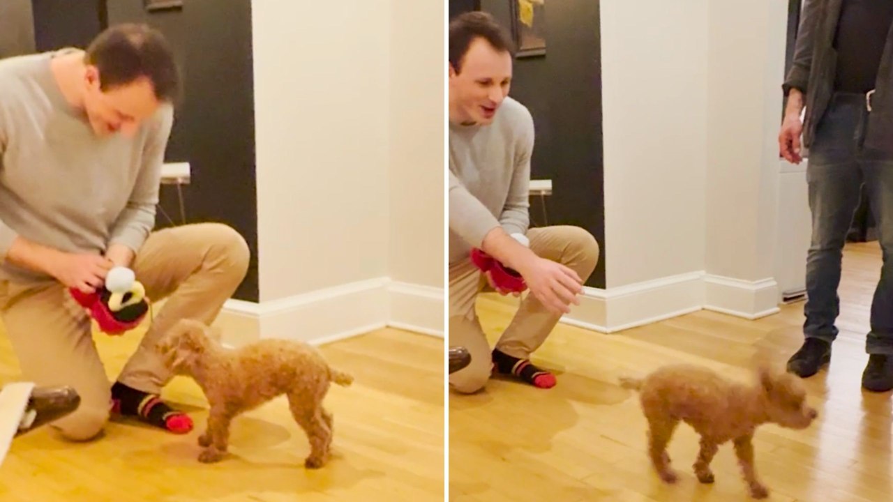 Man's Proposal To Fianceé's Dog Doesn't Go To Plan | Happily TV