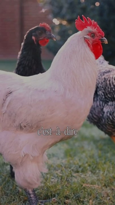Le mécanisme des émotions des poules enfin expliqué 🐔