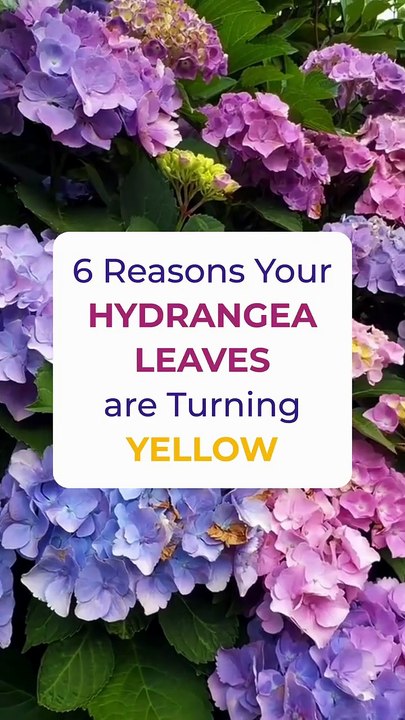 Why Hydrangea Leaves Turn Yellow & How to Fix It