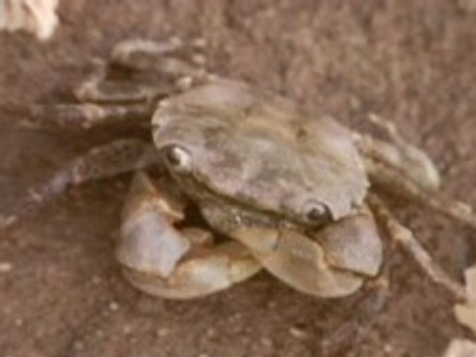 caribou - hummingbird