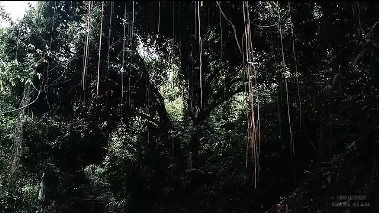 The Sound Of  Indonesia's Natural Forests - Pampering The Mind