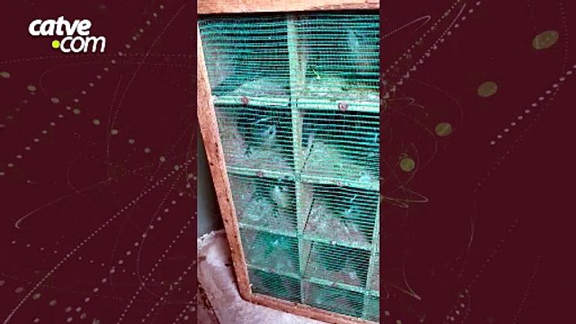 Polícia apreende 26 aves silvestres transportadas ilegalmente no Paraná