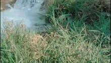 Cute Ducks & Goose Babies Enjoying Water  _ Relaxing Nature Moments #cuteanimals