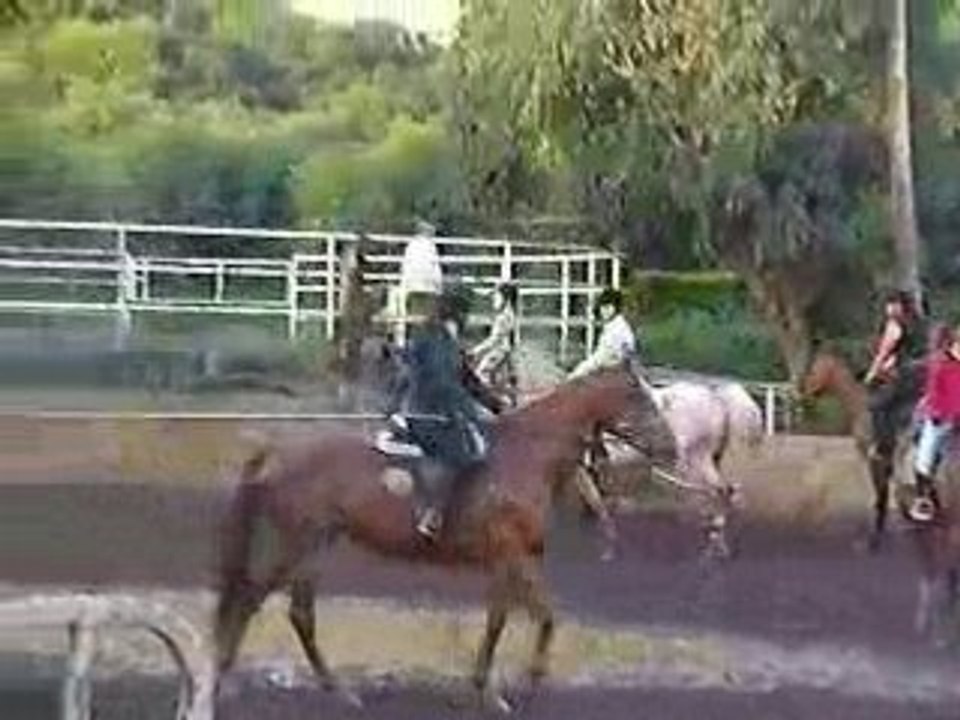 Evy en dressage