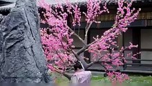 the duke's manor chinese drama