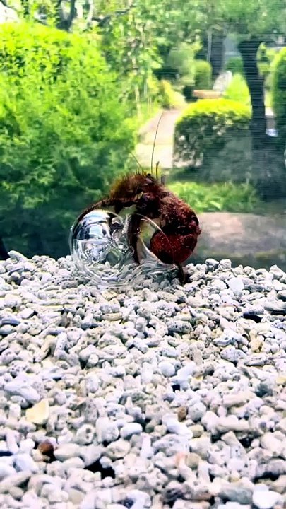 Le bernard-l’ermite se glisse dans sa coquille en vidéo transparente