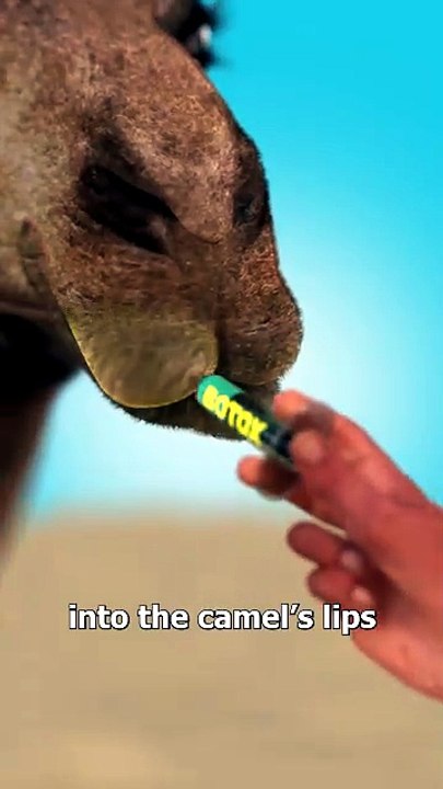 Why Did They Give Camels Botox