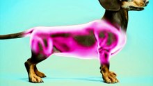 Why Dachshunds Were Bred To Hunt Badgers
