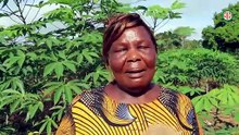 Région-Gagnoa / Délégation régionale OIA Manioc du Gôh sensibilise à l’amélioration des récoltes