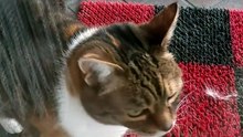 May morning walk done! Now time for breakfast! :) #cat #catlovers #funnycats