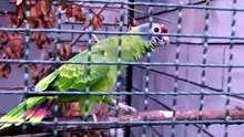 Instituto Ambiecco atua na proteção da fauna em Peruíbe
