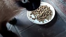 Gotta watch my figure… that’ll do. Thanks for dinner 🐾:) #cat #catlovers #funnycats