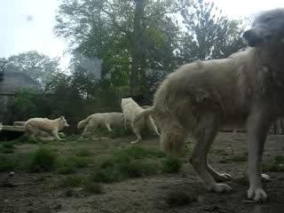 Repas des loups