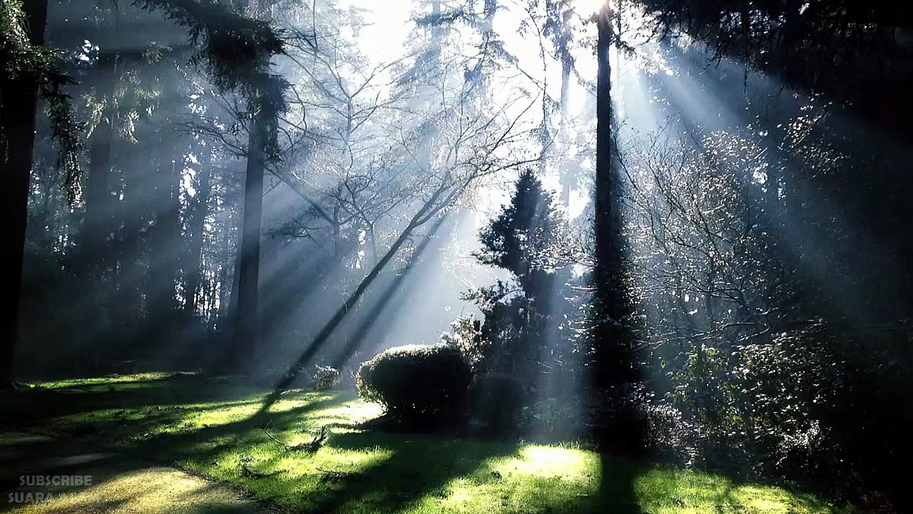 Nature Relaxation Music - Bird Sounds in the Jungle
