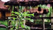 Mind Calming Relaxation Melodious Music and Rain Sounds