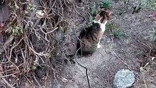 New tree in the garden :) #cat #garden #funnycats #catlover