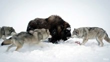 The Hunt: Wolves Pursuing Prey in the Wild
