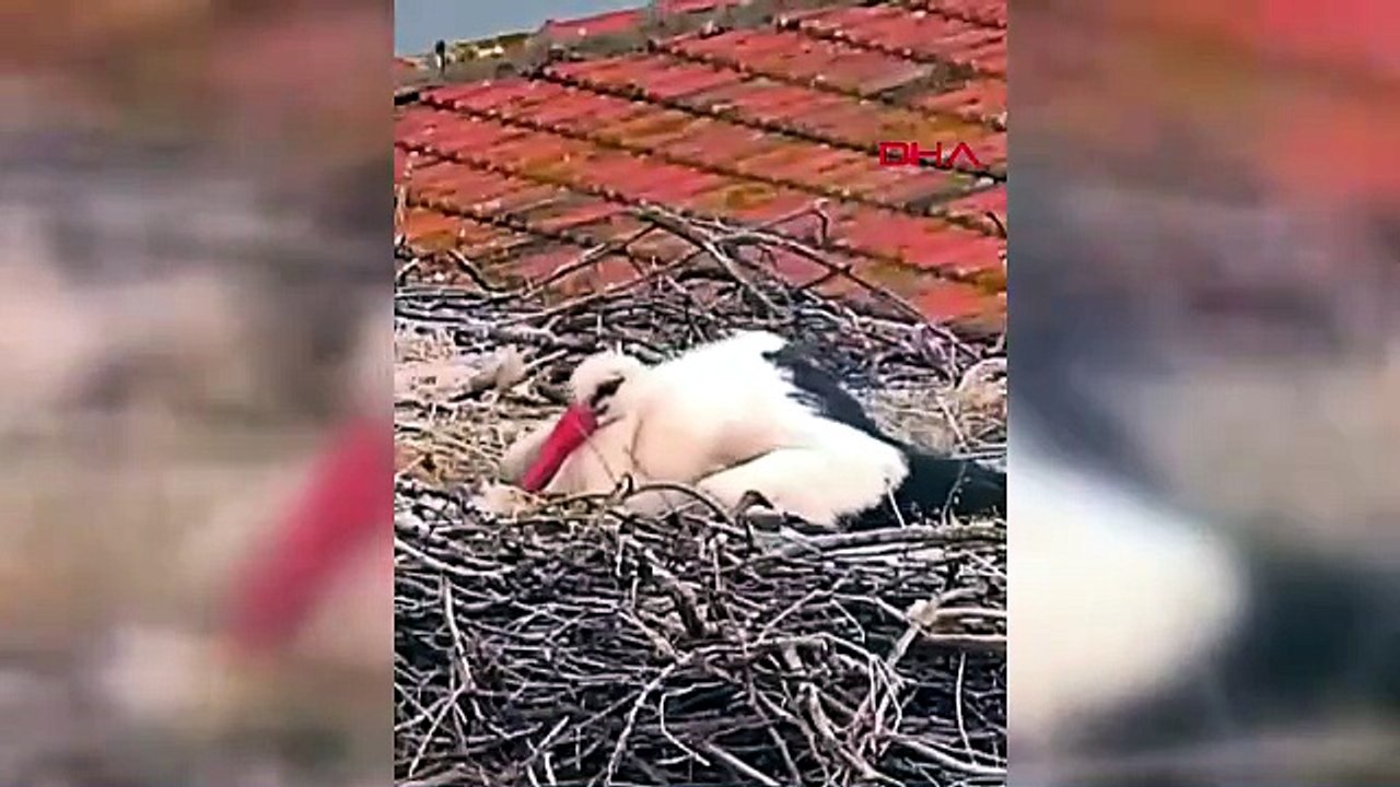 5 yavruları oldu! Yaren Leylek ve Nazlı'dan sevindiren haber