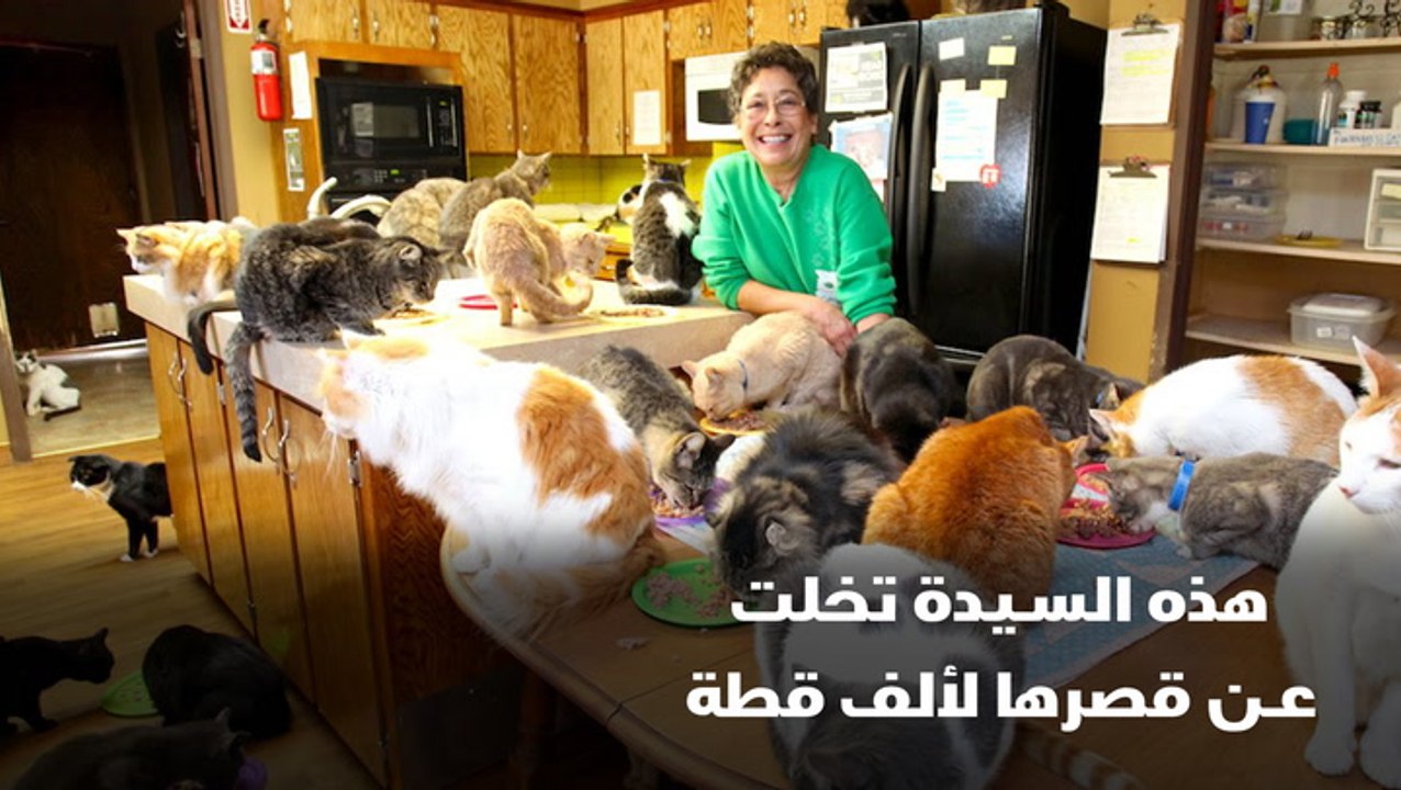هذه السيدة تخلت عن قصرها لألف قطة