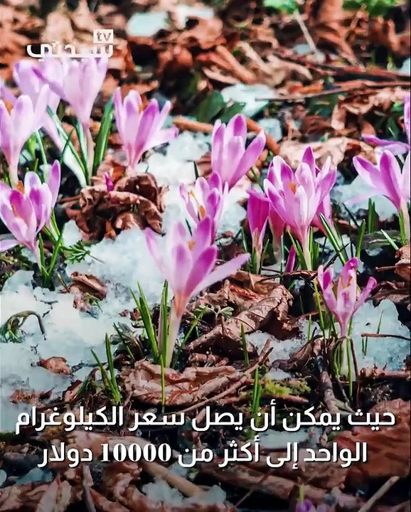 أغلى أنواع التوابل في العالم