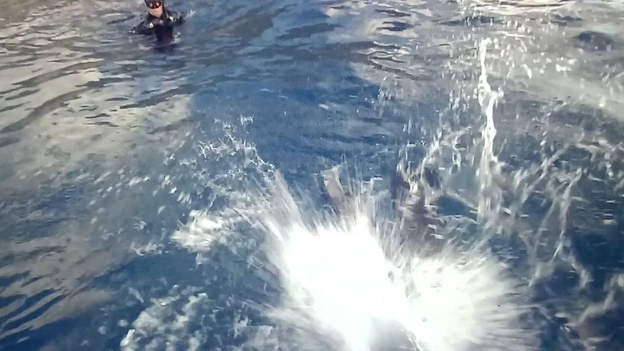 Hommes requins : le marquage des requinss