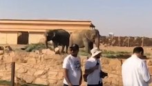 سفاري موسم الرياض متعة لا تفوتك