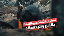 أستراليا تنقذ حيواناتها بالجزر والبطاطا