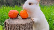 Look at this white , how beautiful it is  🤍✨️ nature, wildlife, animals, cute animals, wild animals