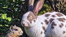 Rabbit and tortoise
