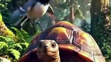 Rabbit and tortoise