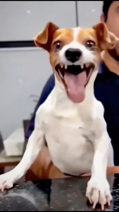 Joies de chiens