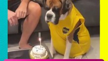 Perrito sopla su velita y se vuelve viral por su ternura