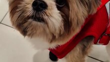 🔴 MEET BACON BAGONG FRIEND NI PICKLES #shihtzu