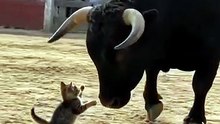 BULL CHALLENGE 😄😄