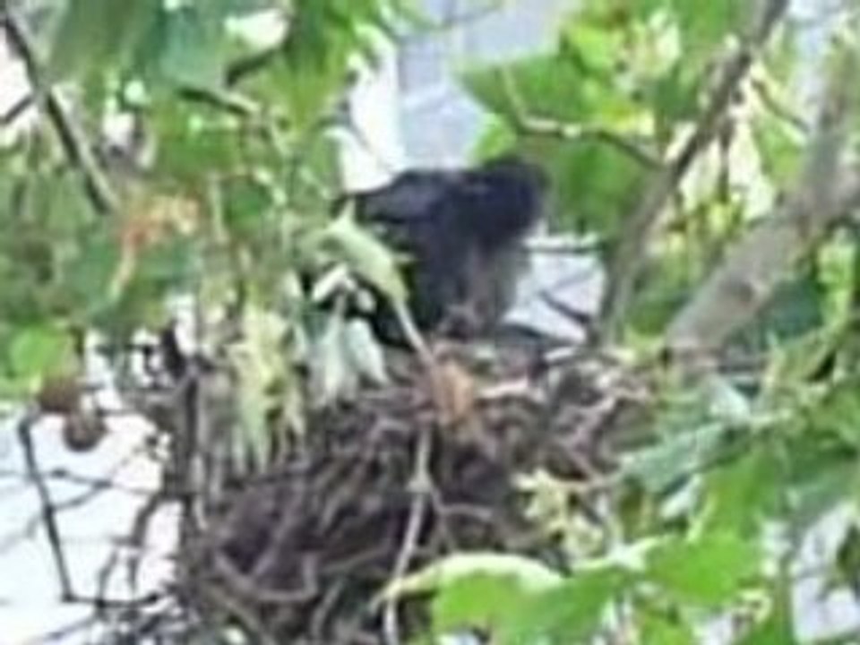 Toilette au nid et parent Ted sentinelle XXX