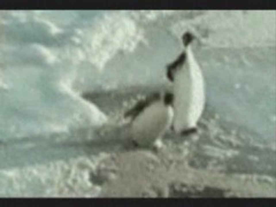 papa pingouin