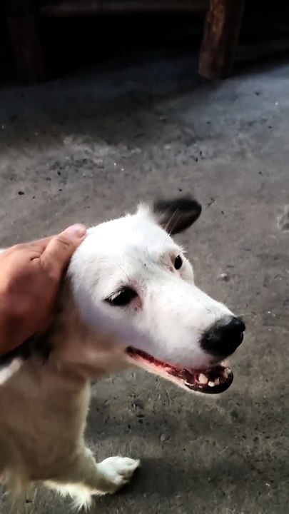 Whitey dog