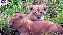 MAD CROCODILE ATTACKS LION