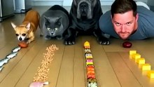 مهارة فريدة من نوعها! 🐾🍽️ | A Very Unique Skill! 🐾🍽️