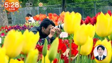 めざましテレビ  動画　2026年05月05日 無料 動画 バラエティ 9tsu Miom